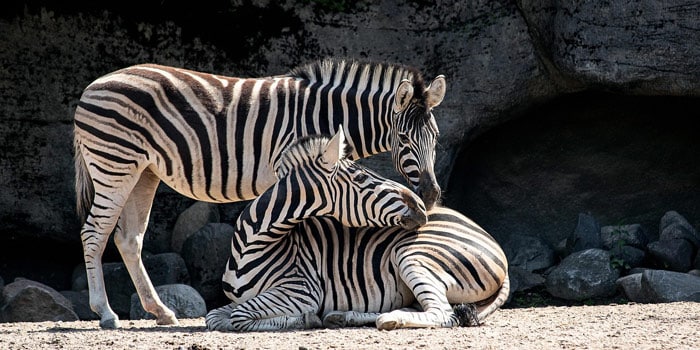 Zoo van Fréjus