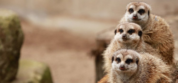 Een dierentuin bezoeken met de familie in de Var